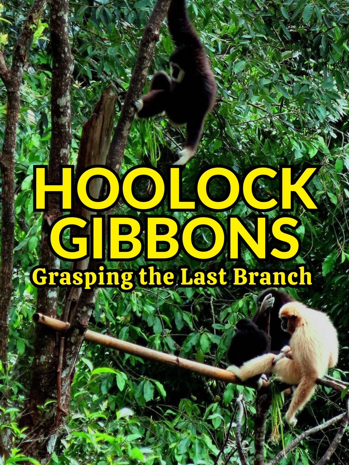 Hoolock Gibbons: Grasping The Last Branch