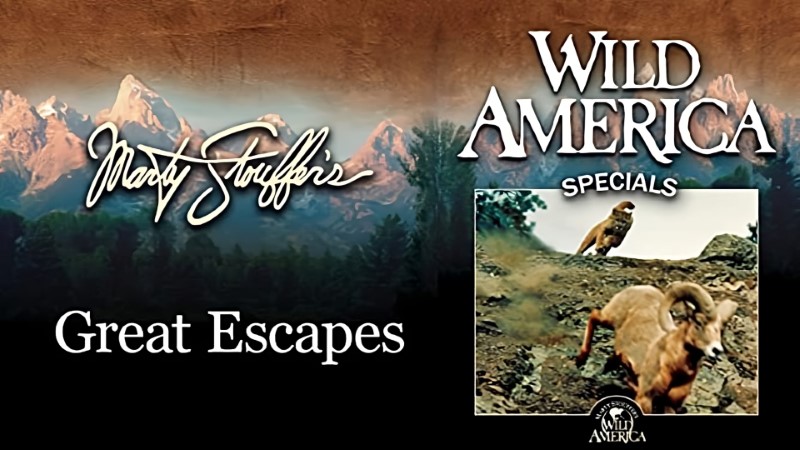 Wild America Special: Wacky Babies