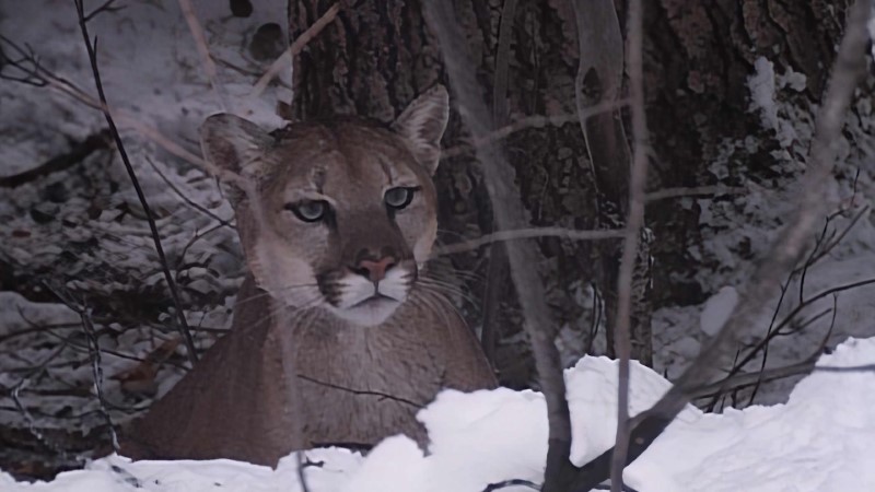 Wild America 104 Mountain monarchs